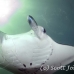 ray_manta_stam_h_0014_yap0176.jpg